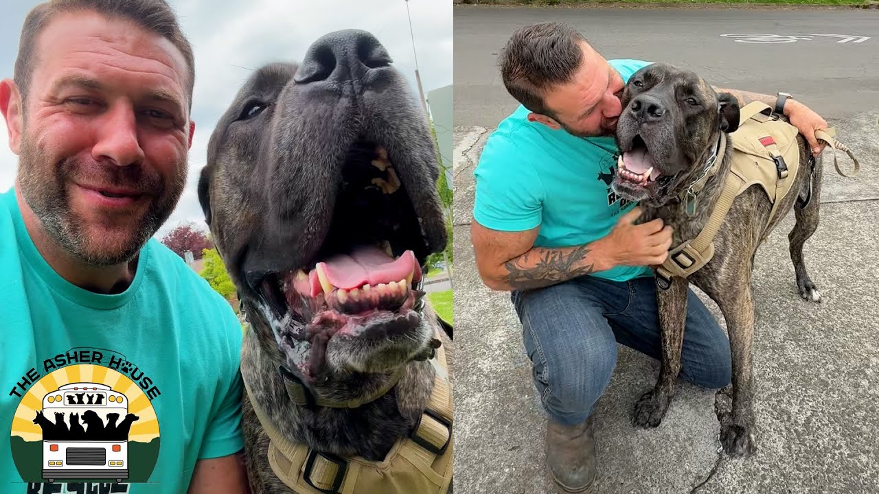 We stepped in to help this 175lb giant and he could not have been sweeter | The Asher House