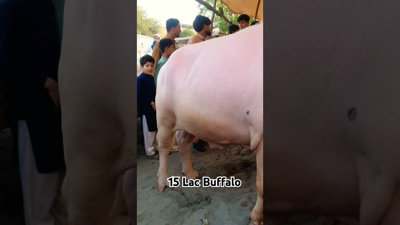 Peshawar Ring Road Mandi | Most Expensive Buffalo 15 Lac #2025 #cow #bullmandi #buffalo #ringroad