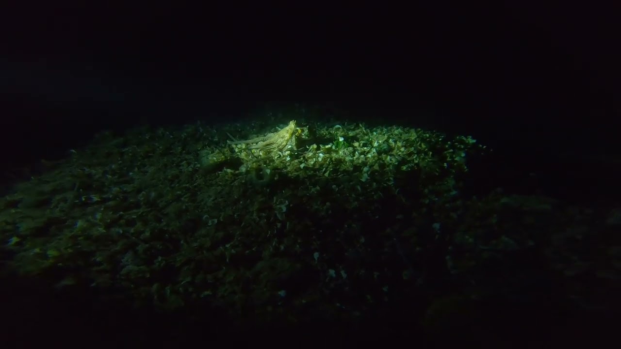 some more nighttauchen in Dingač Borak by KROKODIVE.CZ (2025)