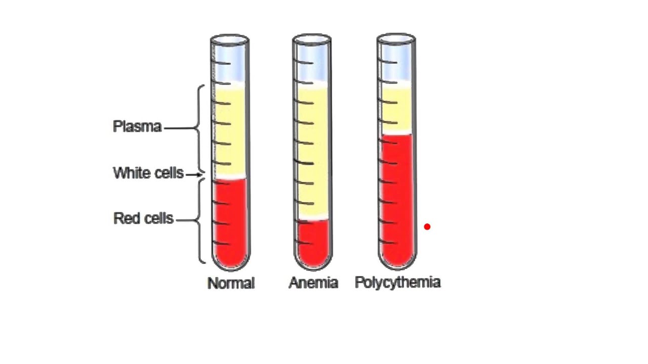 Blood3-Hematocrit, PCV