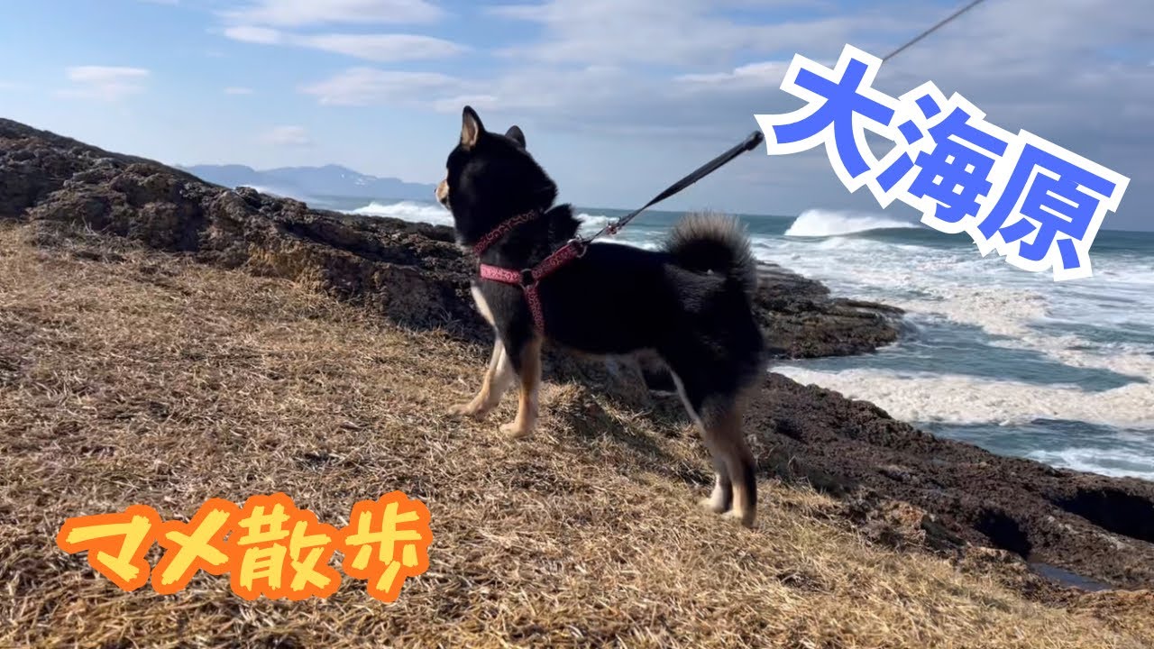 【散歩】絶景でのお散歩🐾