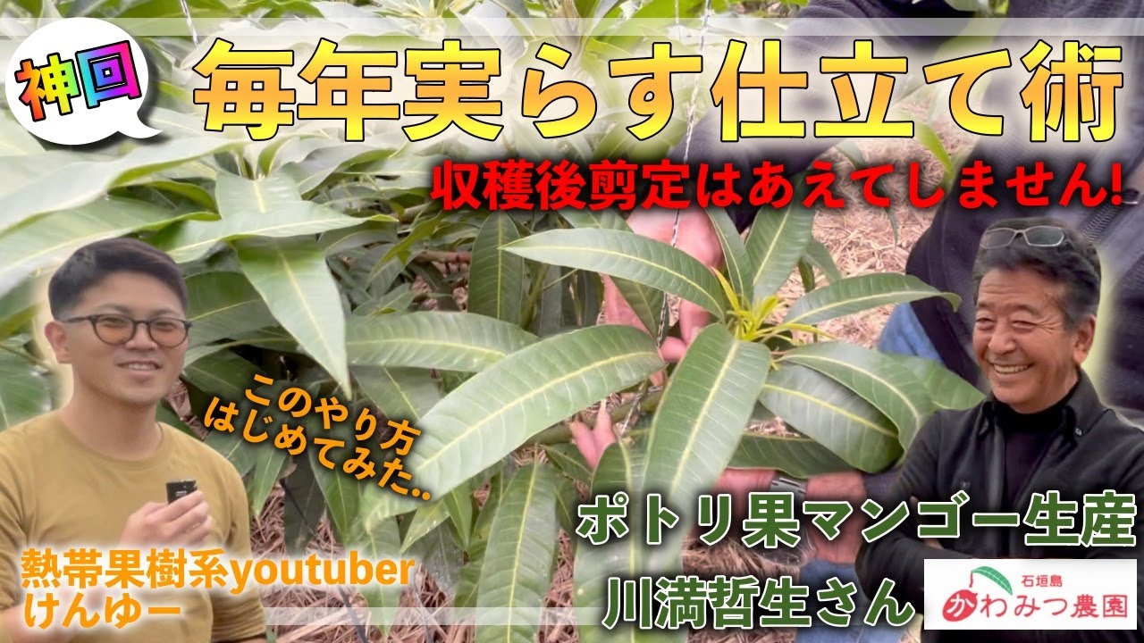【神回・後編】剪定しない！？これまでの常識を覆す例年結果性のマンゴーの木の仕立て術！【ポトリ果マンゴー かわみつ農園】
