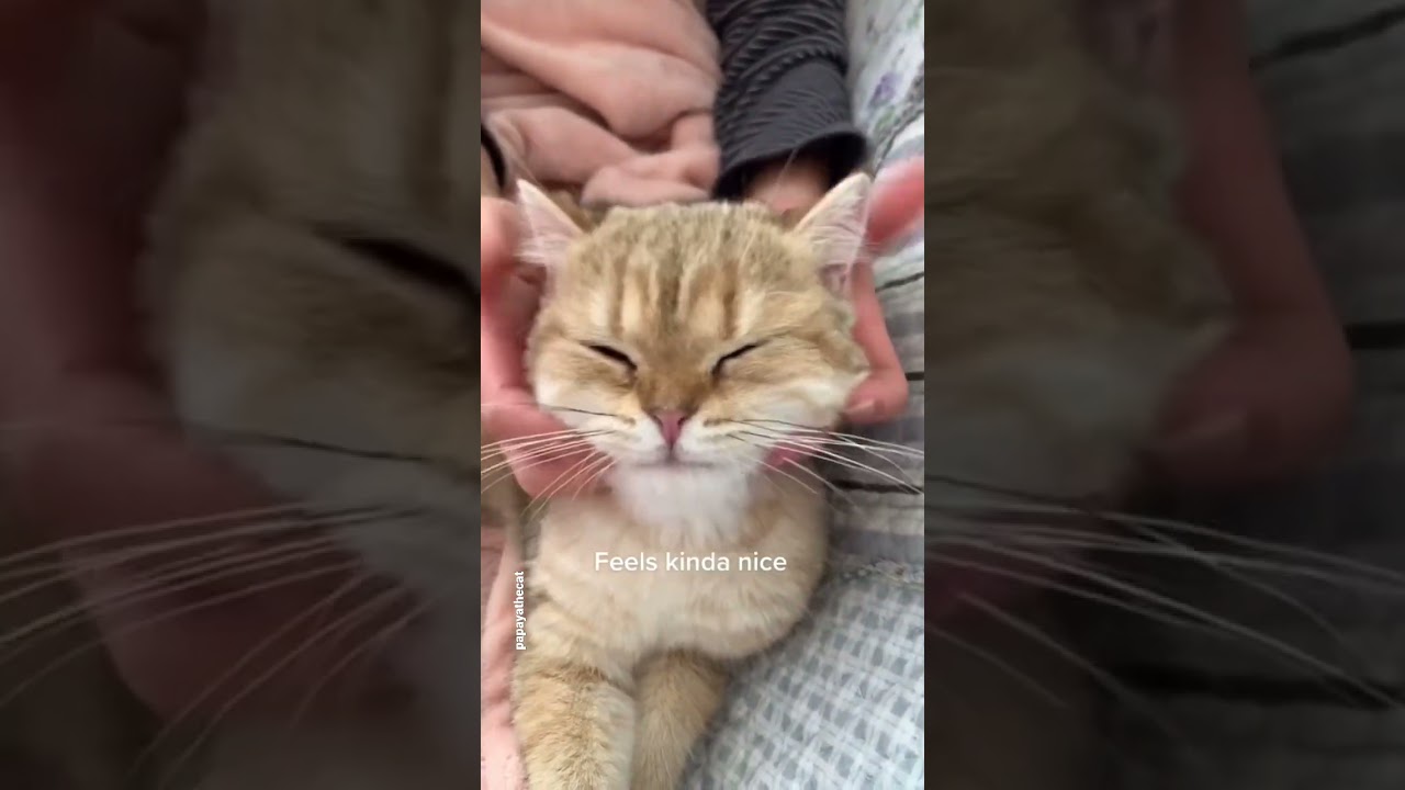 How to give your cat a head massage 