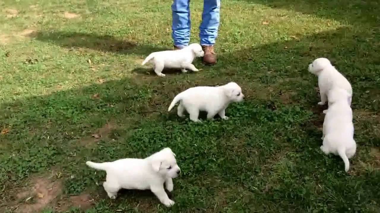 White Labrador Retriever Puppies