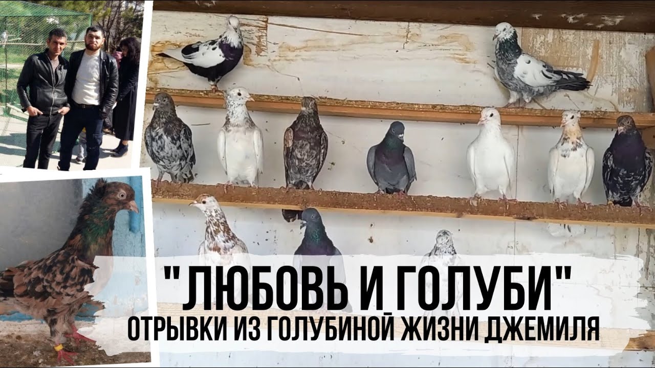 Обзор голубей Джемиля Абибулаева. Республика Крым. Bakı göyərçinlər