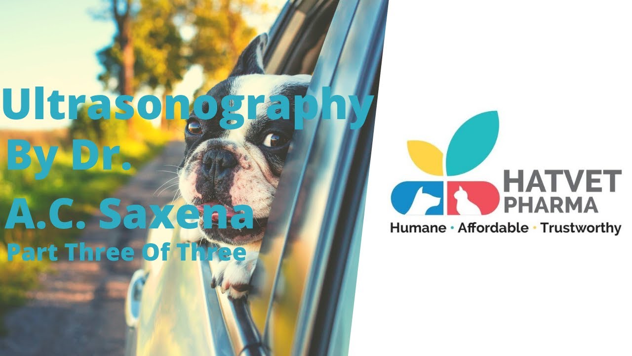 Hatvet's Webinar On Small Animal Ultrasonography By Dr. Abhishek Chandra Saxena - Part 3
