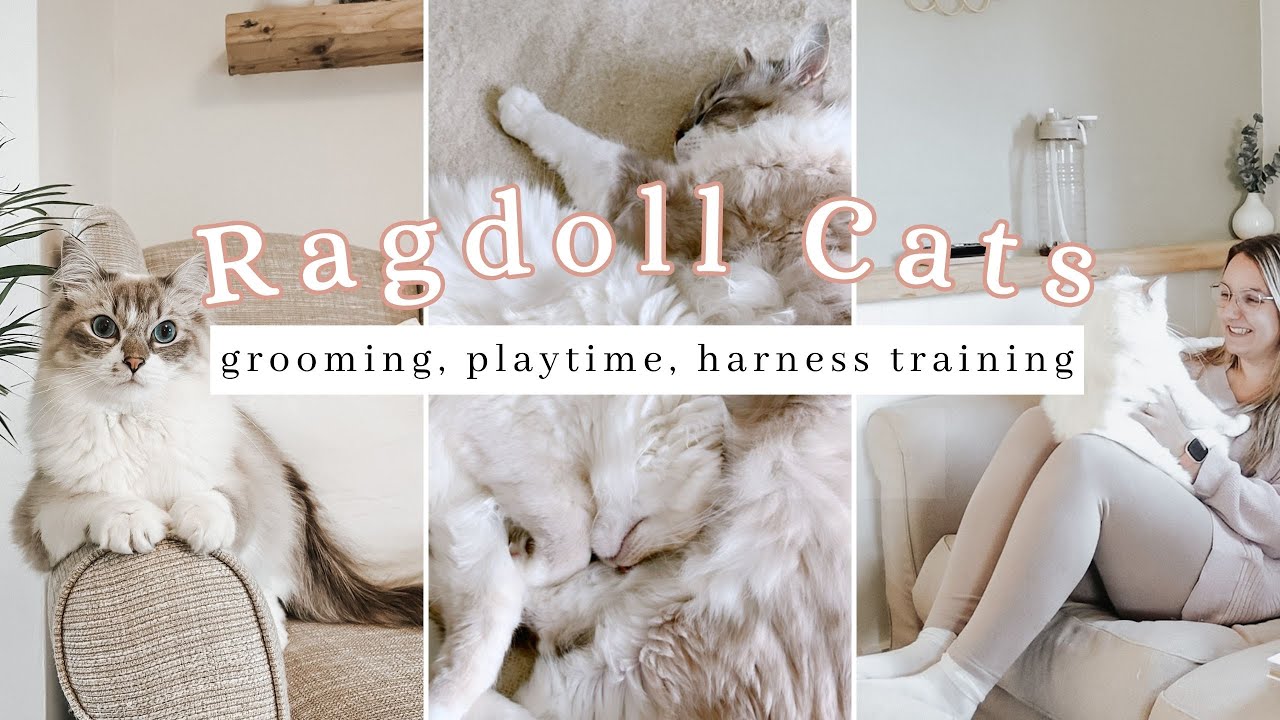 What It's Really Like Being A RAGDOLL MUM | daily routine, claw trimming, grooming, harness training