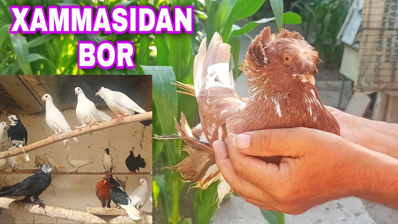 KABUTARLARNI ZO'RLARI HAMMASIDAN BOR SOTILADI +998934833467 🇺🇿 КАБУТАРЛАР WORLD PIGEONS МИР ГОЛУБ