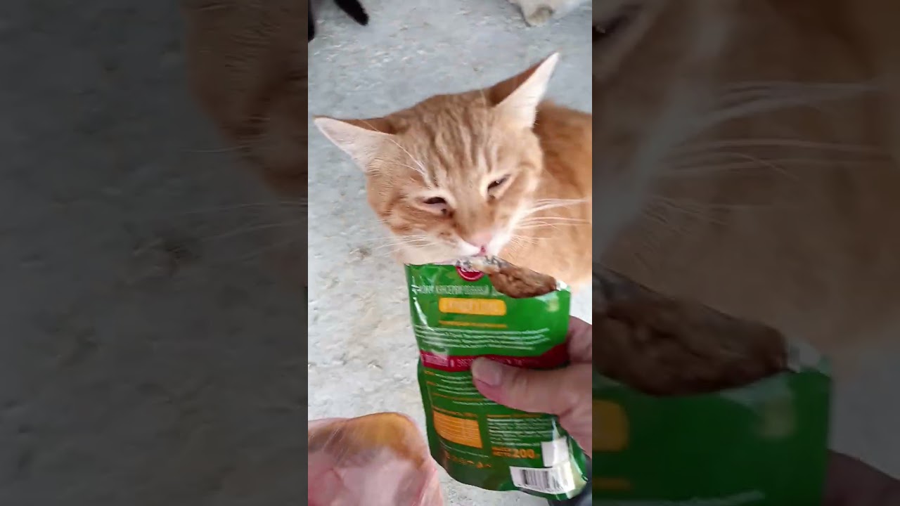 Весна идёт, весне мы рады! Котеечки 😹 😹 😹 