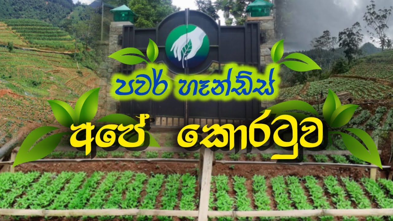 Power Hands Plantation අපේ කොරටුව | වාණිජ බෝග වගාවන්🌿