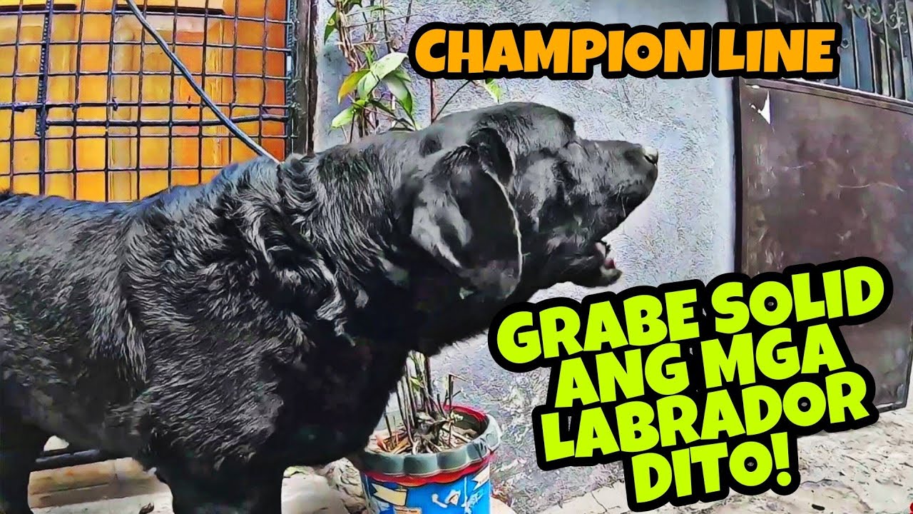 MGA SOLID NA CHAMPION LINE || LABRADOR RETRIEVER