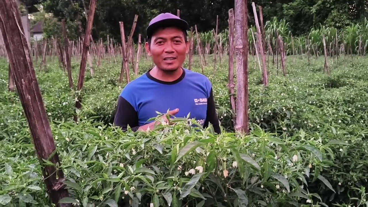 Cabai keriting Sekar tavi  di lahan pak Nur