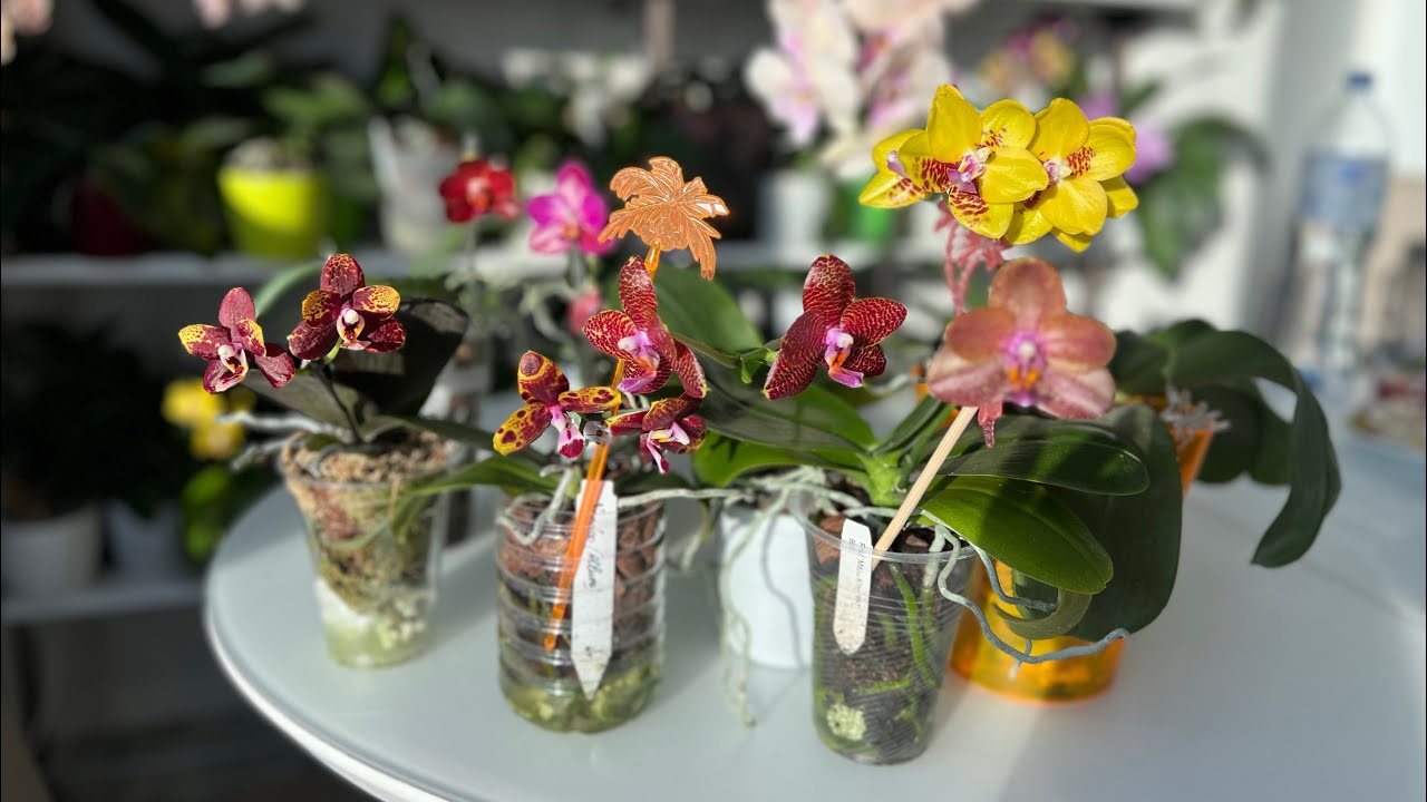 Глянцевая красота.Phal. Mituo king 997. Phal. LD Sun Dragon. Phal. GC Reyoung Lava & Voodoo(Allura)