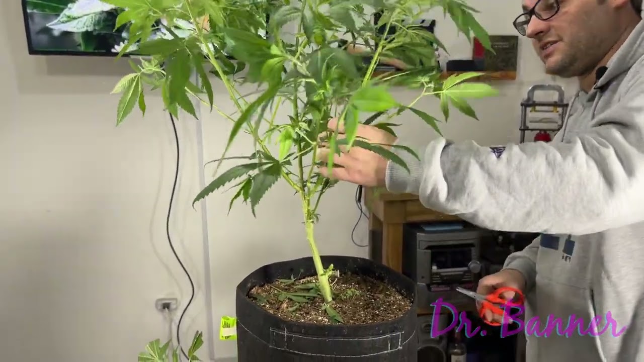 Defoliacion: conceptos y ejemplo practico