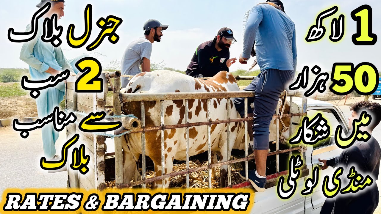 Northern Bypass Mandi Latest Update | 16 May 2025 | Bakra Eid Season 2025