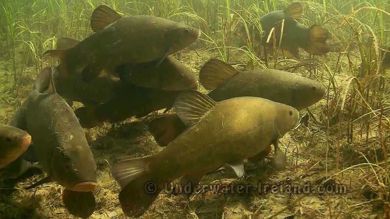 Scaring a flock of big jumbo tench underwater.