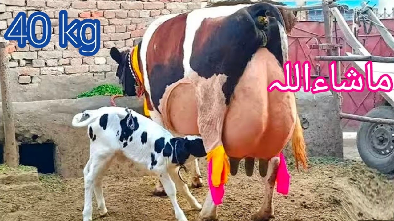 Cholistani friesian cross cow for sale (03198651951) on YouTube 20 February 2026