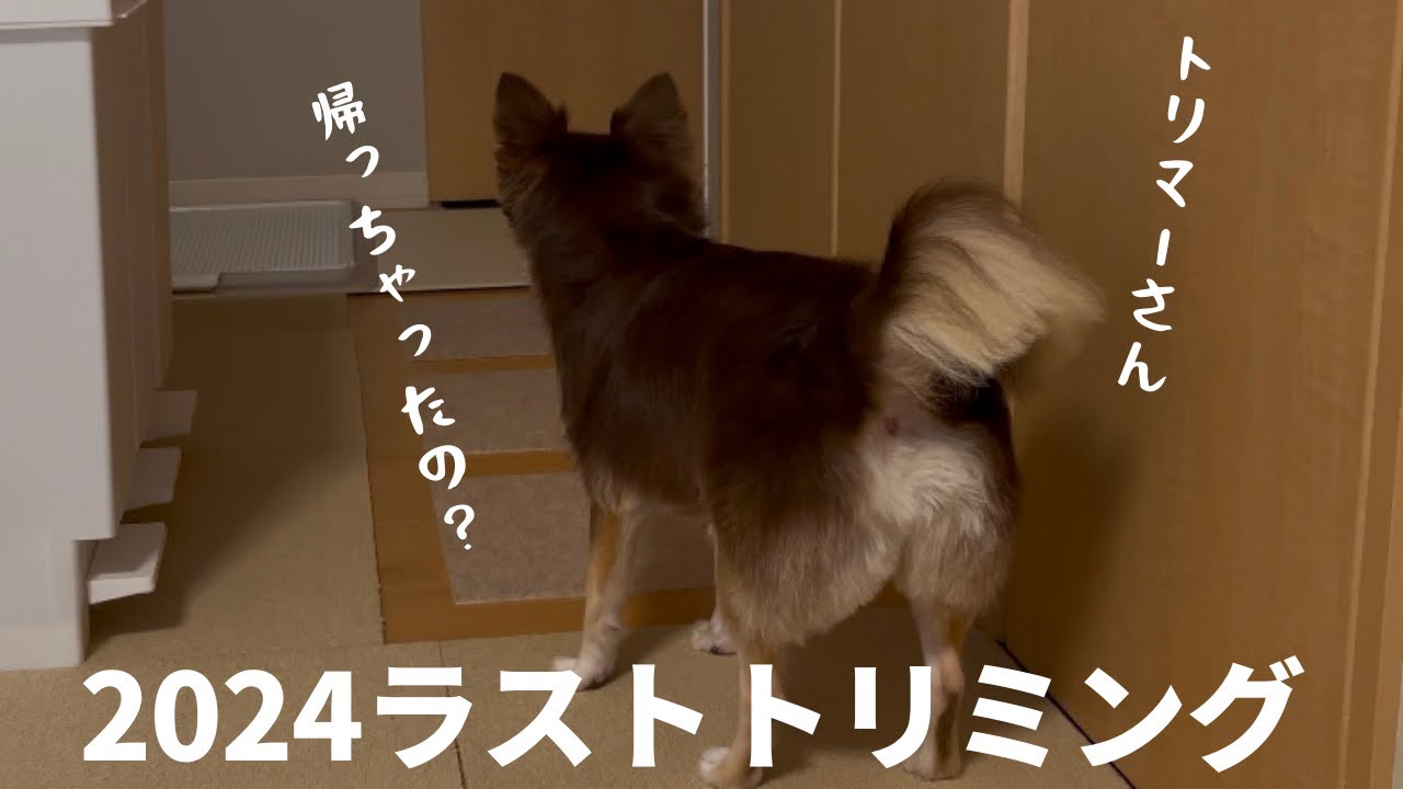 飼い主が一目惚れしたトリマーさんに桃尻カットしてもらった