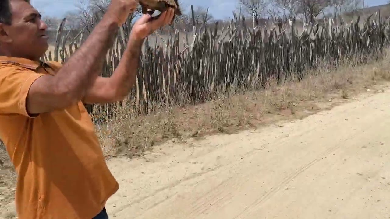 Hoje foi um filhote de tatu peba que encontramos na estrada 