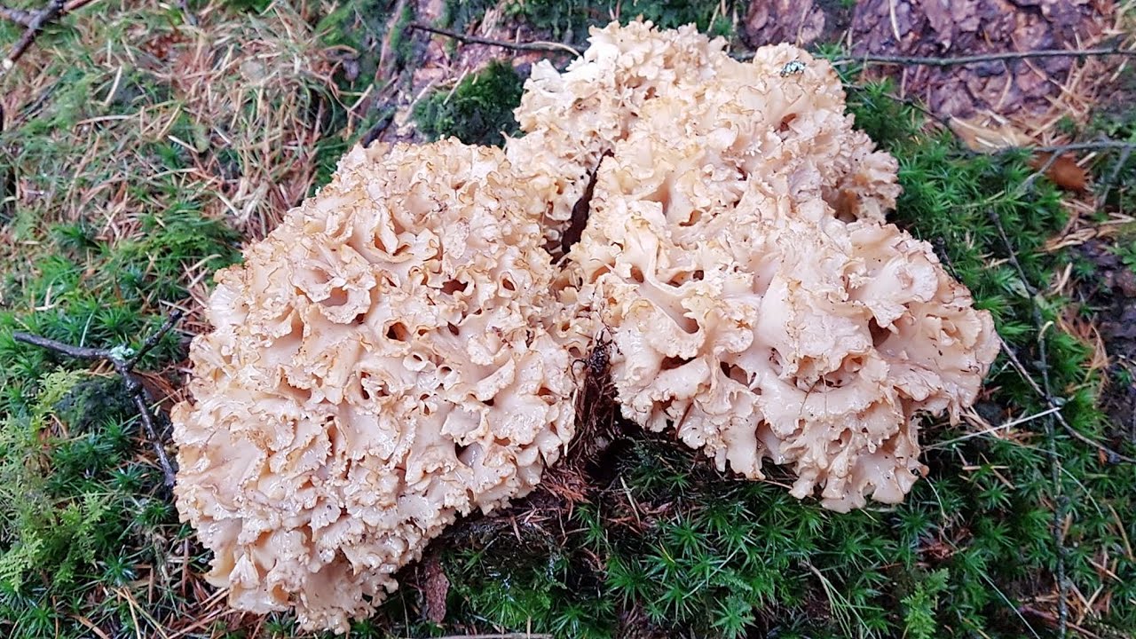 Sparassis crispa / Seta coliflor/  Cauliflower Fungus