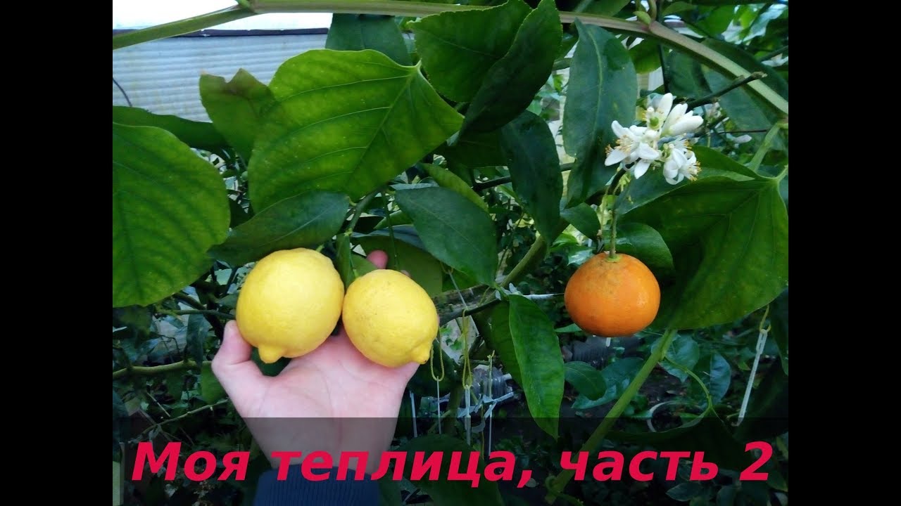 Моя теплица с экзотикой, часть 2
