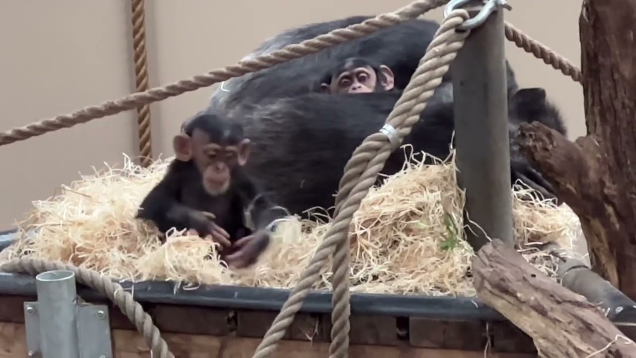 Two Beautiful Baby Chimps with their Mother, so cute 🥰 ❤️