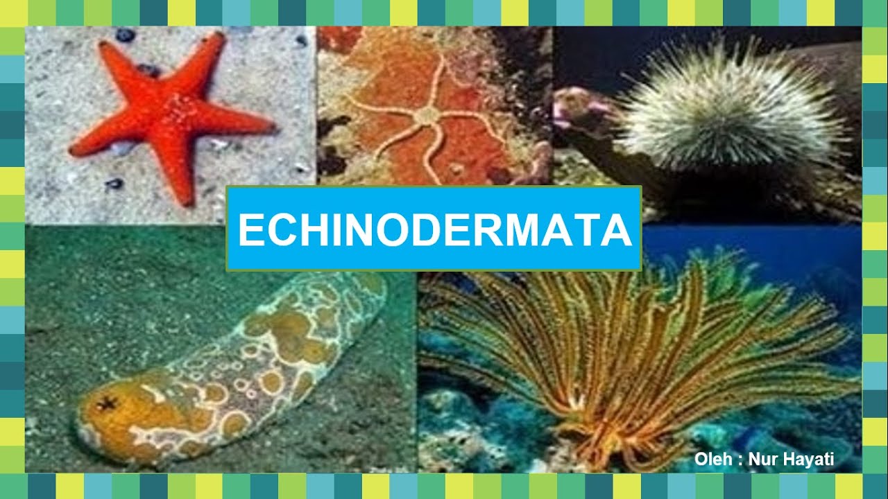 BIOLOGI SMA KELAS X: ECHINODERMATA