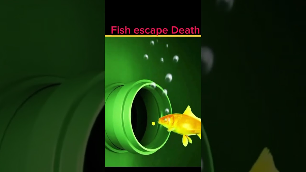 fish who escape the death 💀 
