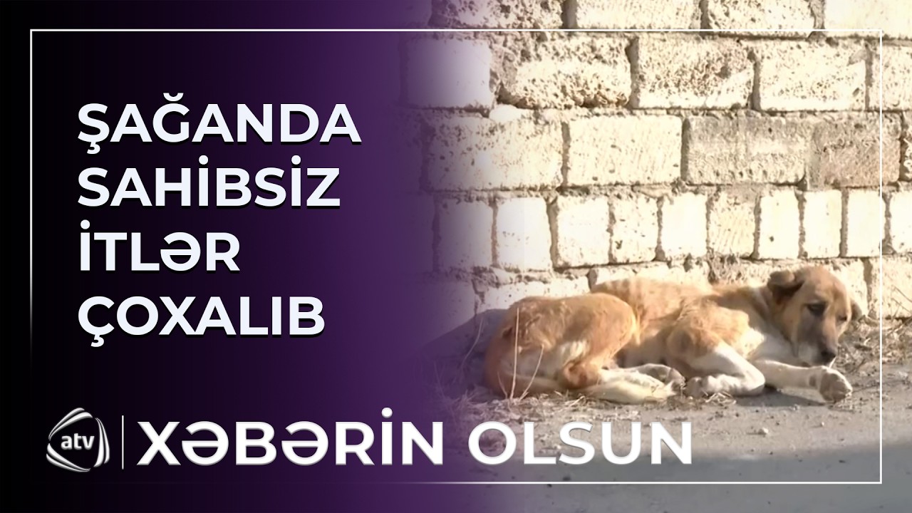 Sağanda sahibsiz itlər çoxalıb / Xəbərin olsun
