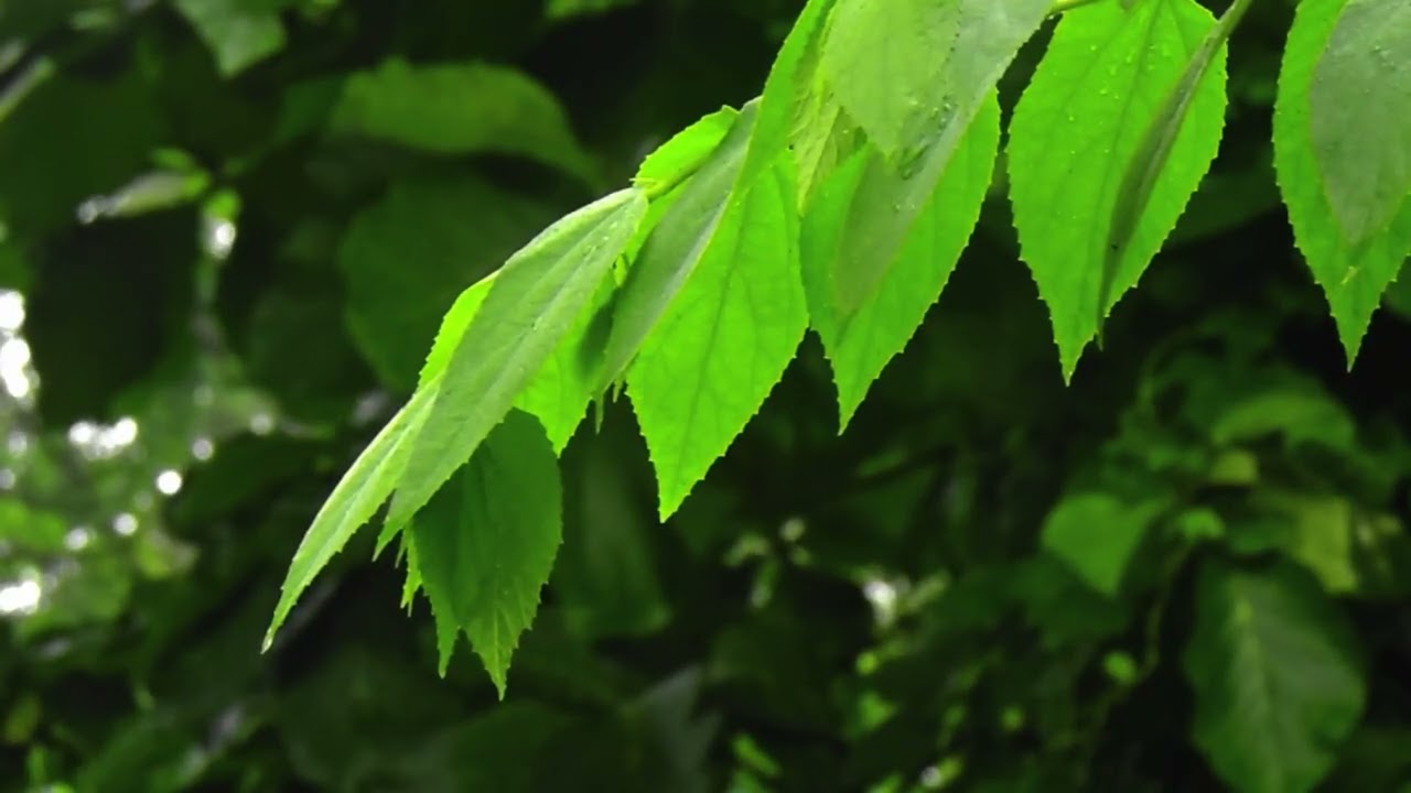 Close Your Eyes… This Forest Will Heal You - Bird & Cricket Sounds ASMR
