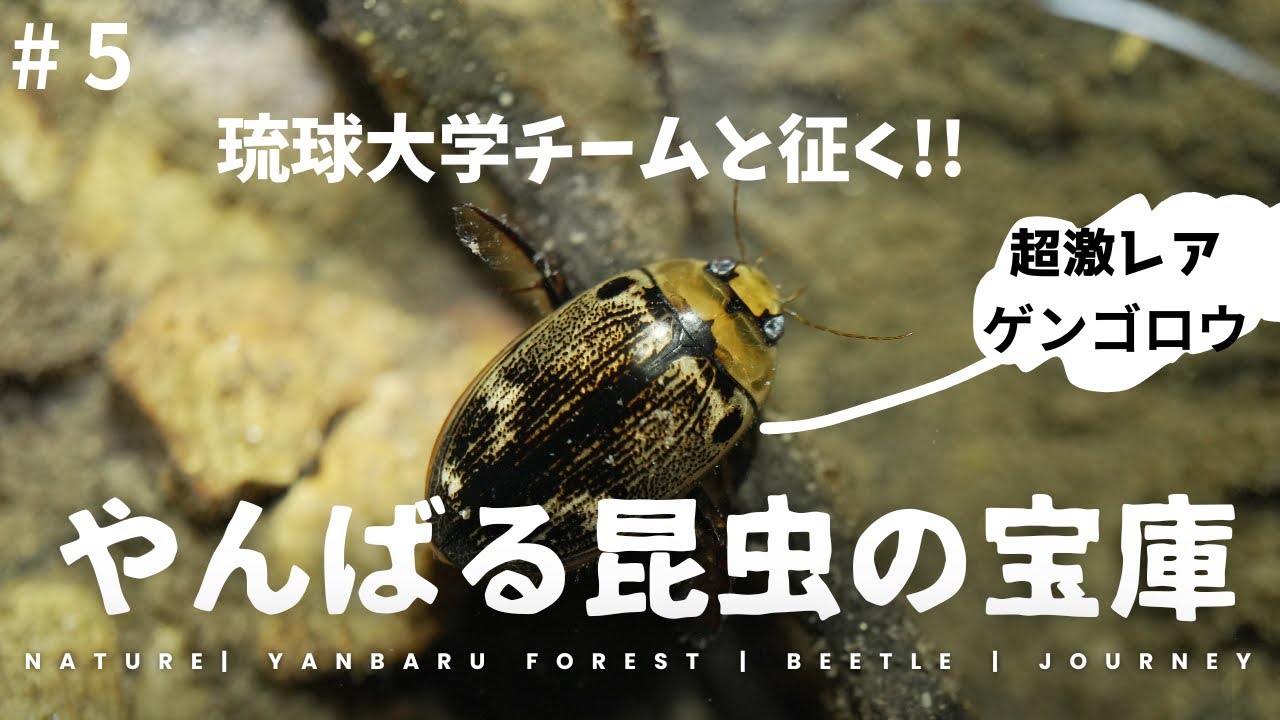 ＃5  やんばるを琉大生達と探検する　超希少種のゲンゴロウを観察