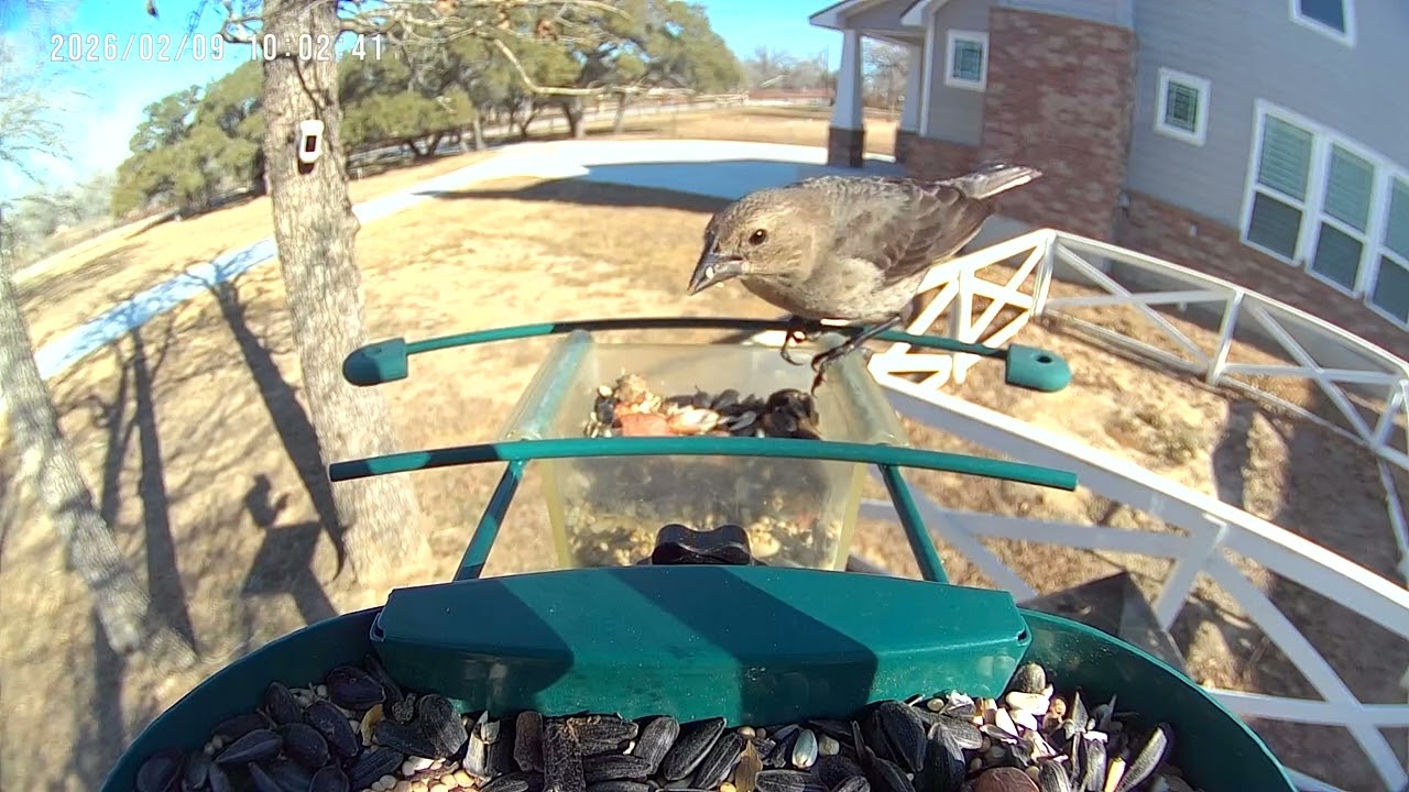 Female Cardinal, Goldfinch and Female Cowbird Share Feeder