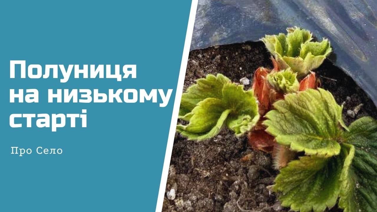 Полуниця  🍓🍓🍓 в теплиці готова до весни
