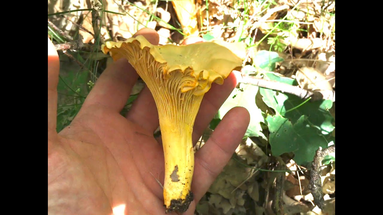 ESPECTACULAR BROTADA DE CANTHARELLUS PALLENS XXL, Ziza-Horis, Rebozuelos, Rossinyol, Cantarela.