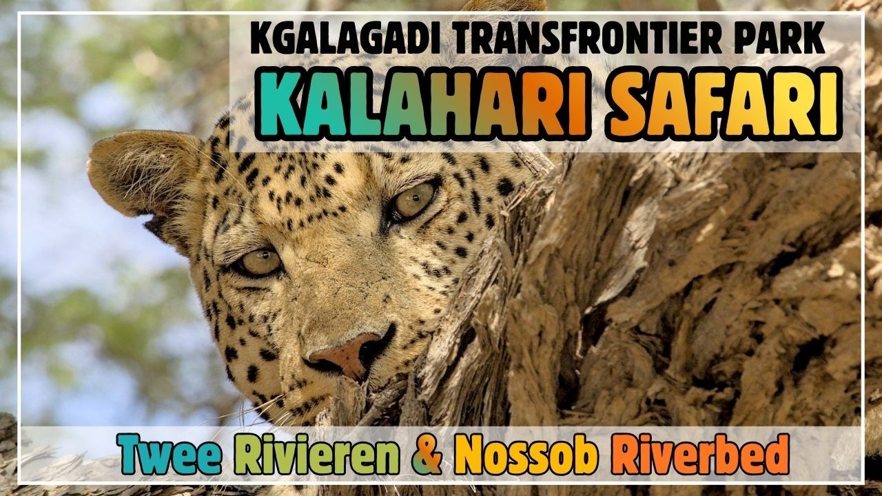 Safari im Kgalagadi Transfrontier Park - Twee Rivieren und Leoparden im Nossob Flussbett.