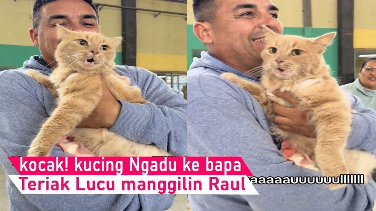 SUMPAH GEMES! momen kucing NGEDUMEL Ngadu ke bapa nyariin orang sampai Teriak/kompilasi kucing Lucu