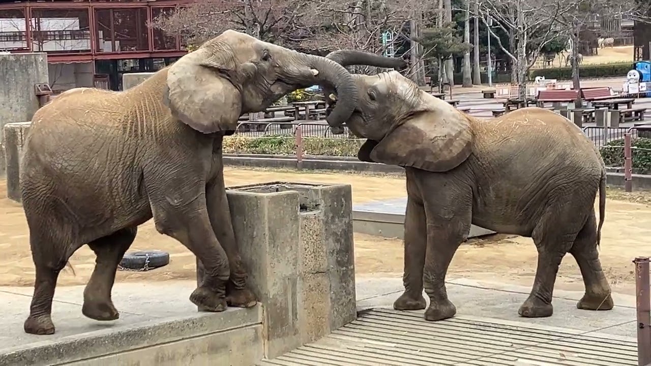 とべ動物園アフリカゾウ　2026/2/6