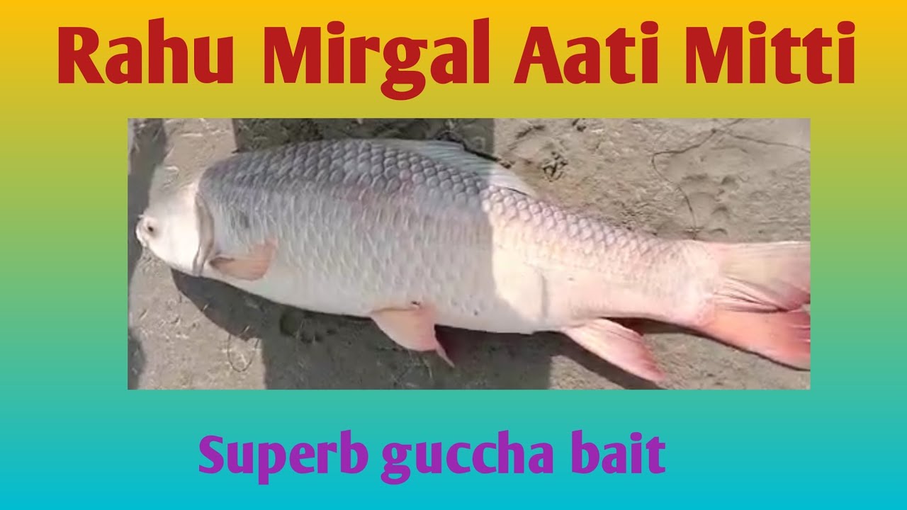 carp fishing hook bait|Rahu mirgal special|Mitti Atti guccha