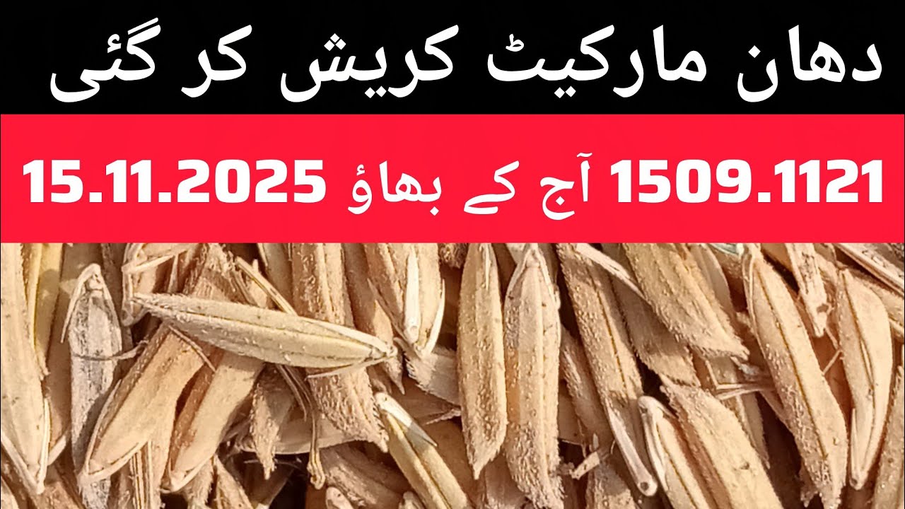 DHAN PRICE TODAY PUNJAB MANDI PAKISTAN .1121.1509. Today's price 15.11.2025