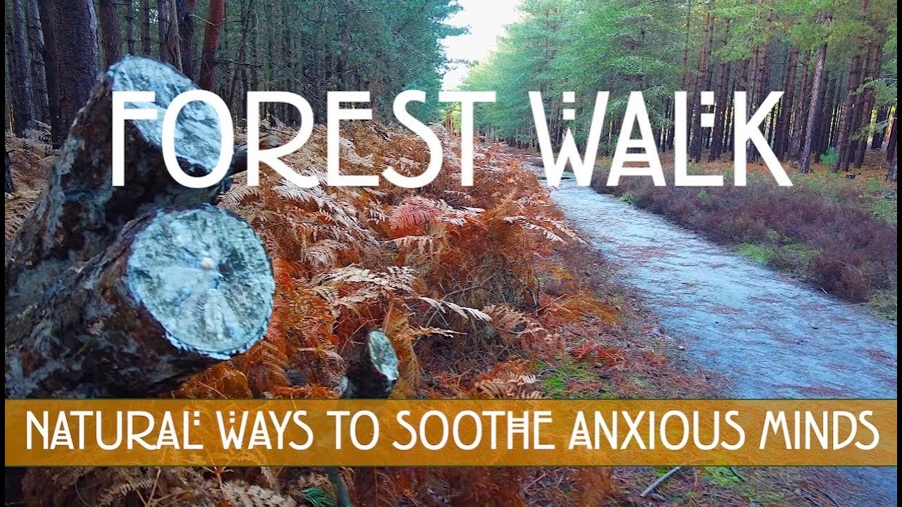 4k Relaxing Autumn Forest Trail Walk, Rendlesham Forest, Suffolk