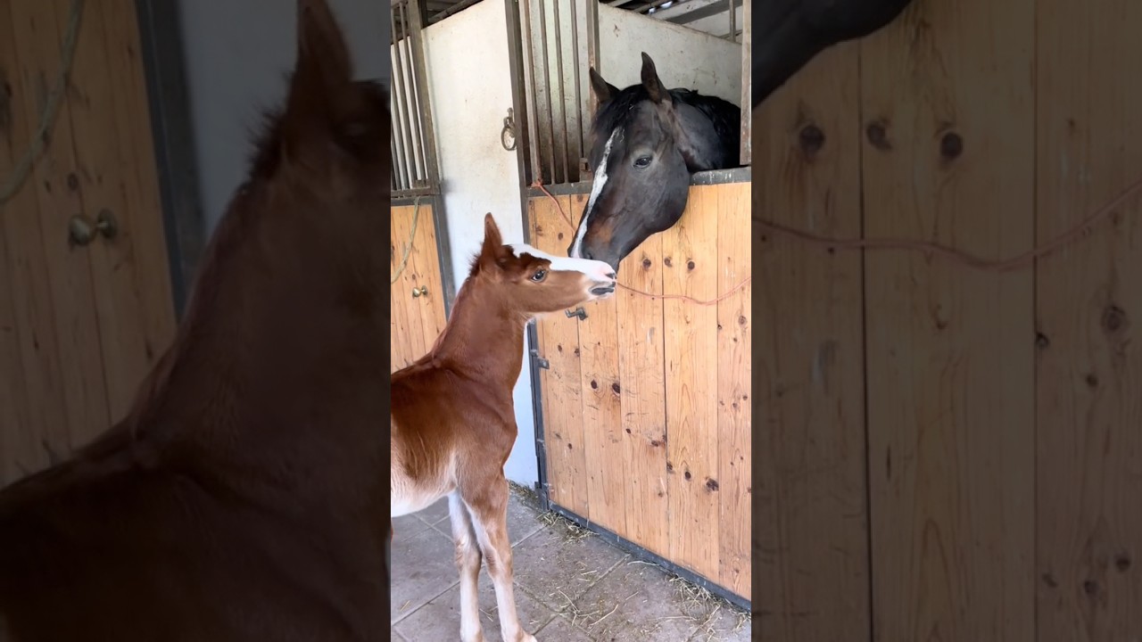 LOS CABALLOS GRONINGER , LA RAZA WARMBLLOD MÁS DEPORTIVA QUE HAY🐎💰
