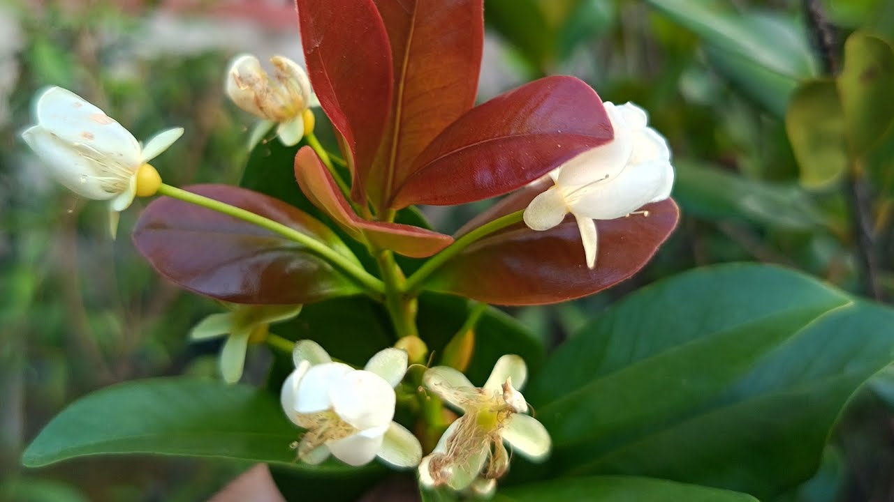 CÂY KIỂNG BÔNG TRANG . ĐT:0349881409.VĂN ÚT. BON SAI. đang phát trực tiếp!