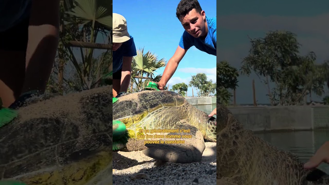 Brossage des tortues marines au centre de soin Kelonia sur l'&icirc;le de la r&eacute;union