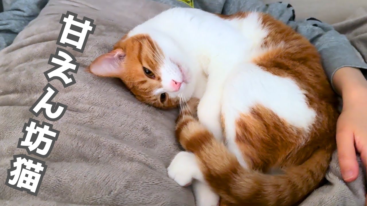 パパママから離れない、甘えん坊猫の1日