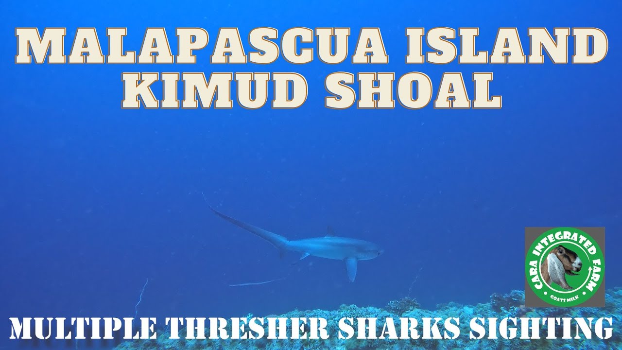 THRESHER SHARKS AT KIMUD SHOAL DIVING
