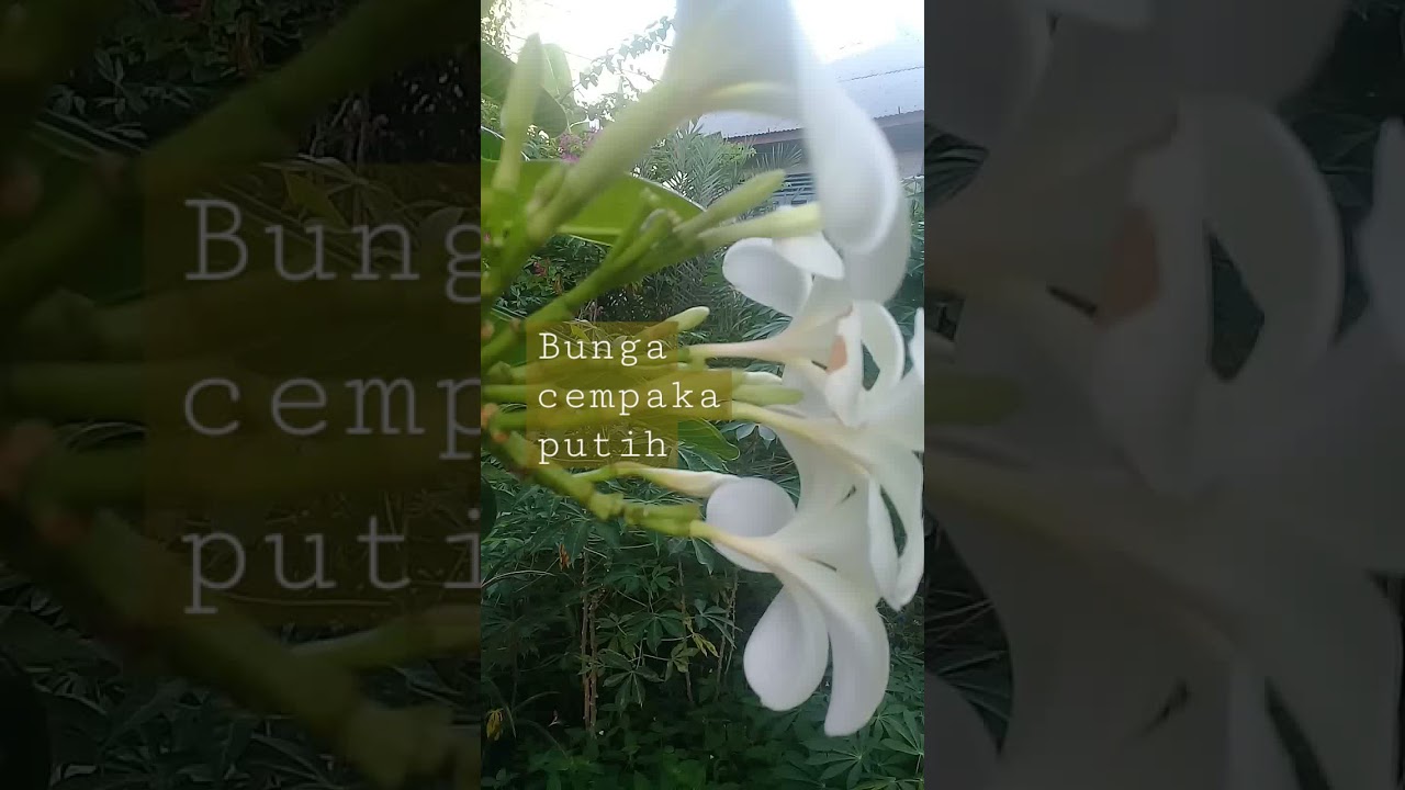 Bunga cempaka putih