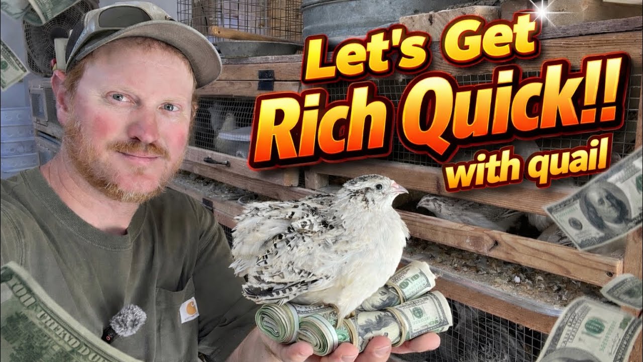 Quail Farming For Profit!