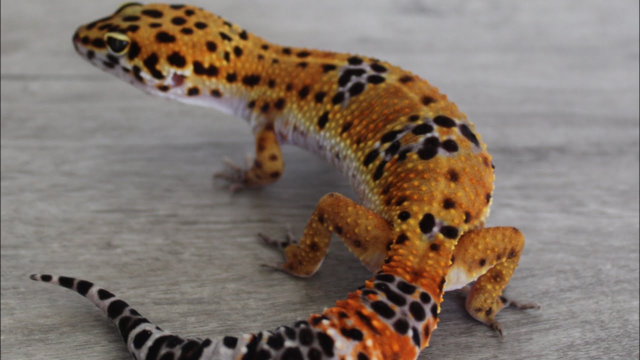 Purple Head leopard gecko project!