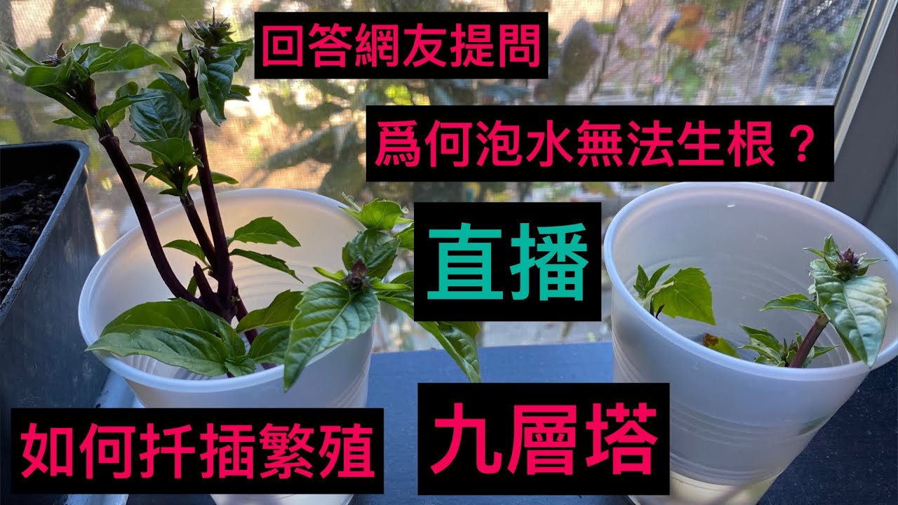 直播：【如何扦插種植九層塔】泡水生根成功的關鍵 【回答網友提問：爲何你泡水就生根？我泡水就爛根？】影片144