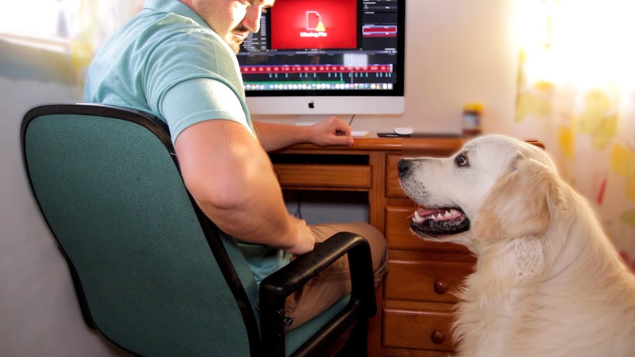 What does my Dog do when I work: Funny Dog Wants Attention